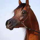 مربط الكيان للإيواء وخدمات الخيل