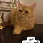 قطاوه شيرازي