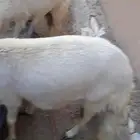 غنم