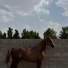 حصان كفو جدا وركوبه طرب
