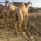 قعدان فل شحم للبيع