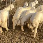 طليان شحم