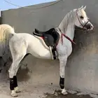 حصان واهو