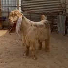تيس اصفر خصم