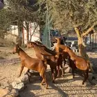 تيوس دهم جم ( تم البيع )
