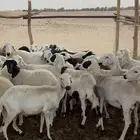 غنم العدد حوالي 34 بفحلها يتبعها حوالي 10 والباقي اكثر دفيع