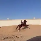 حصان