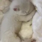 تبني قطط بالرياض