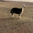 رخل طيبه