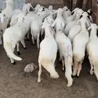 بهم سواكن ابيض تيلاد جملة وتفريد