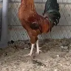 ديكين حمر للبيع ( ديك احمر