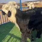 طليان صنف نجد دغم مشاريع