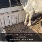 شاة طيبه