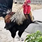 دجاج راجع اعلاناتي