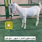 جفره مطوره