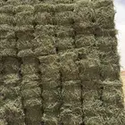 برسيم طبرجل بسيطا