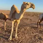 ناقه