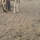 خلفه تحته بكره