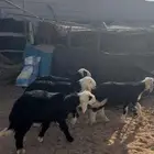 طليان نجد ( تم البيع )