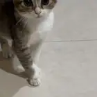 قط كيتين سكوتش للتبني