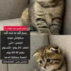 سكوتش