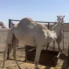 ناقه مهجنه جدتها زرعه حره صافيه