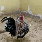 للعرض فحل حباحب كوبرا