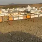عسل سمرة وسدر وطلح إنتاج هذا الموسم