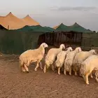غنم حرش