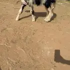 رخل نجديه كفووو