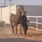 فرس مصرية للقاح