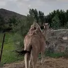 بكره