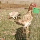 دجاج شامو ياباني توب