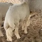 رخلين وخروف