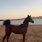 مهر واهو كفو والبيع شعبي والي يبي مقاطع له يتواصل بالواتس