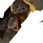 سكوتش بيور انثى للتزاوج