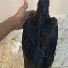 دجاجه شامو الماني