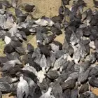 صيصان فيومي دجاج