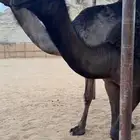 قعود مجهم كفوو