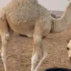قعودين لبانيات