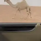 للبيع البكره الكفوو لقيه رمانيه وعلى جميع الشروط