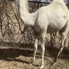 حواره كفو للبيع