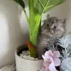 قطط شيرازي بيكي فيس للبيع