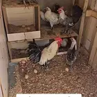 دجاج فيومي العدد 10