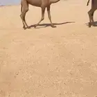 للبيع البكره الكفوو باتليه. مفروده وعلى جميع الشروط