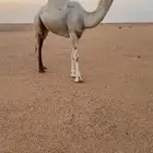بكره كفو