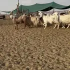 معزا مصريات