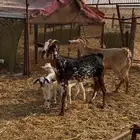 معزا ولد