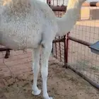قعود مفرود للبيع