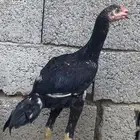 دجاج سندي بسعر مناسب جدا